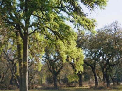 Live Oak Ranch House