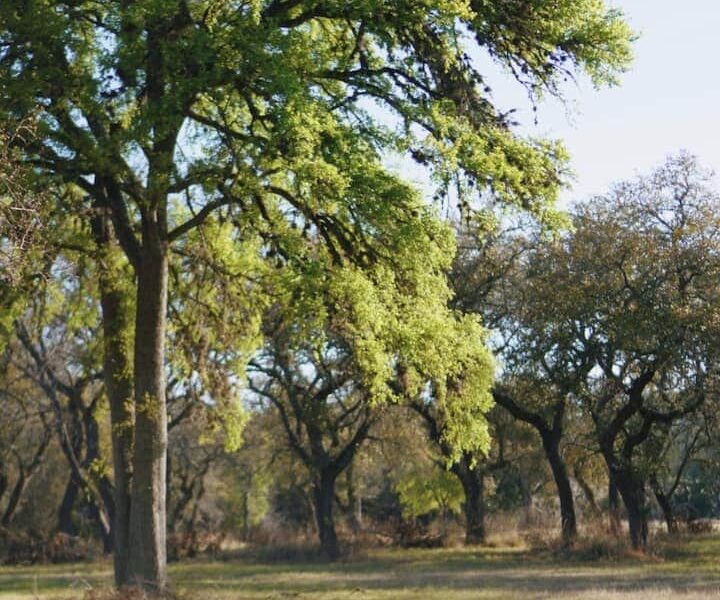 Live Oak Ranch House